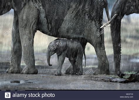 African Elephants In The Savanna High Resolution Stock Photography And
