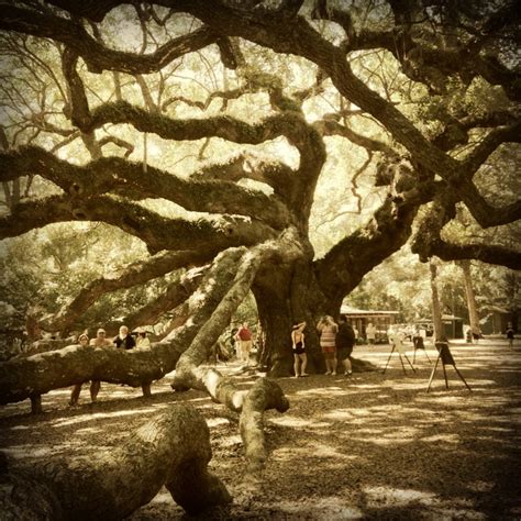Angel Oak Tree 1500 Years Old Beautiful Charleston Sc Places To