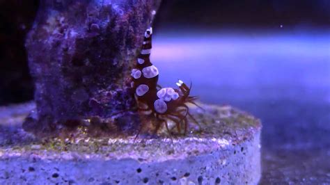 Sexy Shrimp Dancingmpg Youtube