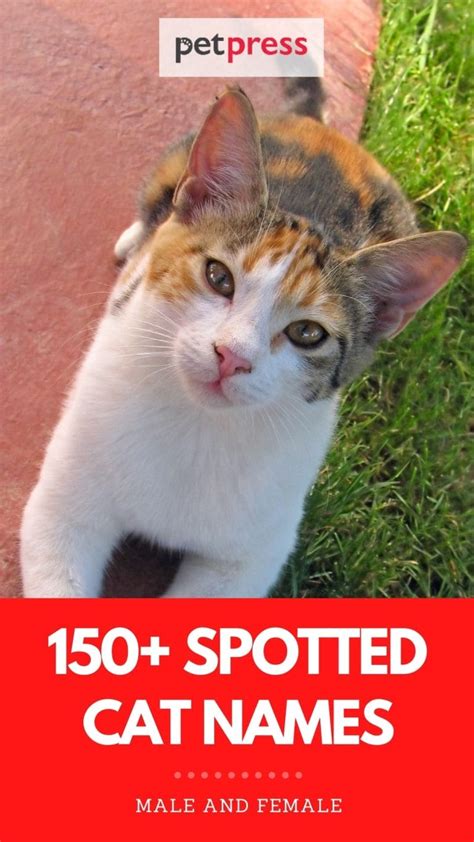 Best Spotted Cat Names List Of 150 Names For Spotted Cats