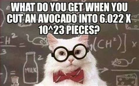 chemistry cat presents guacamole  science nerds pocho