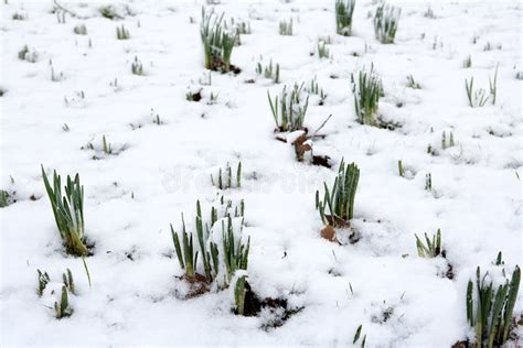 Daffodils Emerging Through Snow Stock Photo Image Of Plant Bulb