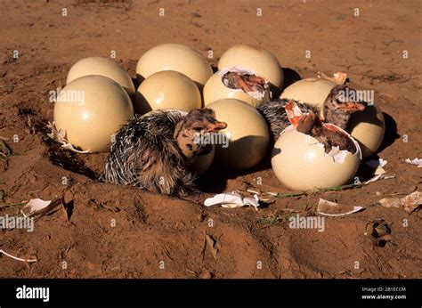 Hatching Of Ostrich Eggs Struthio Camelus South Africa Stock Photo