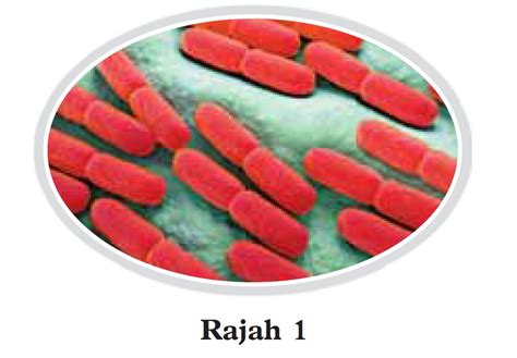 Praktis Formatif 1 2 Sains Tingkatan 5 KSSM Bab 1 Sains SPM