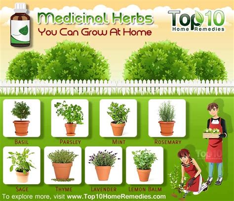 Healthy Living 10 Medicinal Herbs You Can Grow At Home