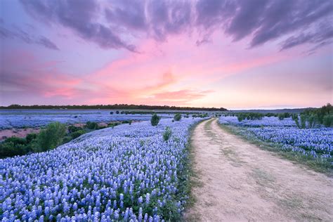 A Bluebonnet Field Under Evening Sky Texas Texas Wildflowers