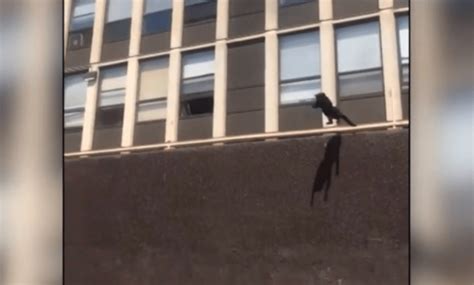 Viral Video Watch Cat Leap From Burning Building And Walk Away
