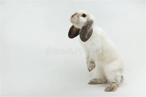 Lop Eared Rabbit Stands On Its Hind Legs Stock Image Image Of Nature