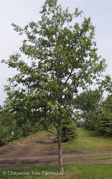 Alder Prairie Horizon Manchurian Cheyenne Tree Farm Trees Shrubs