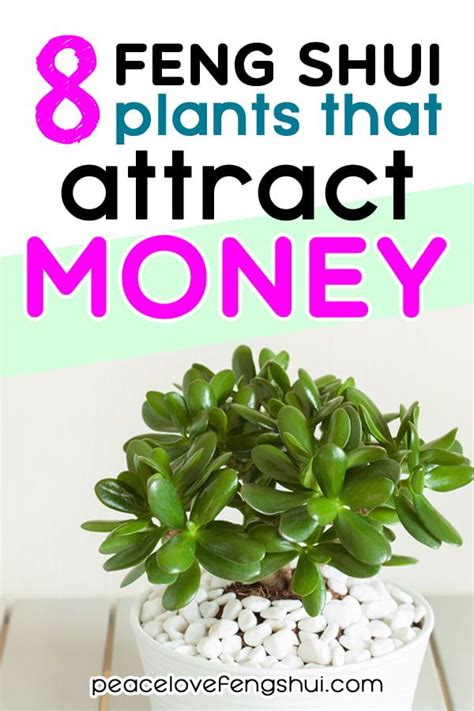 Indoors or out, money trees can become infested with scale or mealybugs. 8 feng shui plants that attract money and wealth! # ...