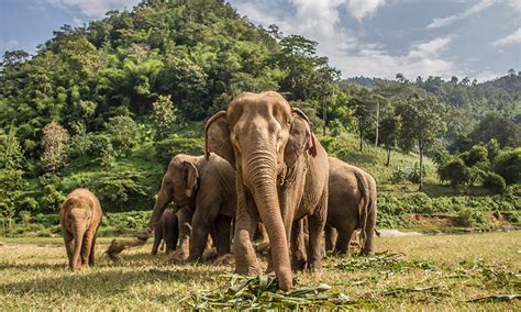 13 Ethical Elephant Sanctuaries In Thailand Responsible Thailand