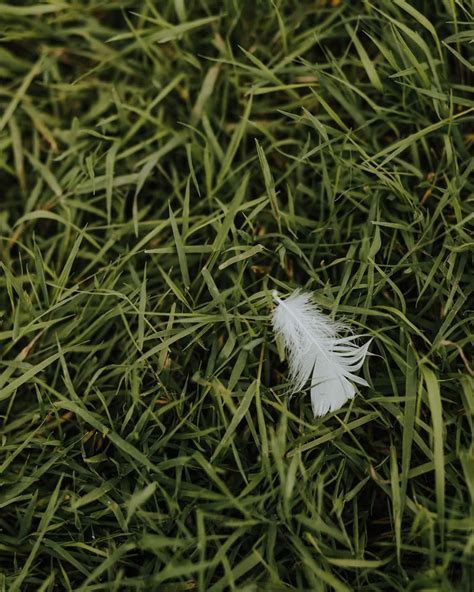 Free Picture Close Up Grass Plants White Feather Grass Nature