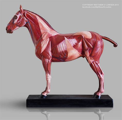 Equine Reference Model By Mattdlowden Horses Horse Anatomy Equines