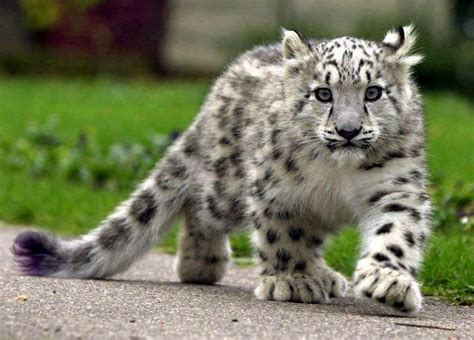 Cute Snow Leopard Cub Is On The Prowl Amazing Photo Of The Day Dottech