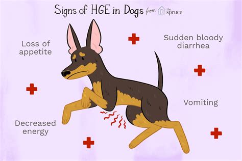 Gastroenteritis In Dogs Common Symptoms Treatment