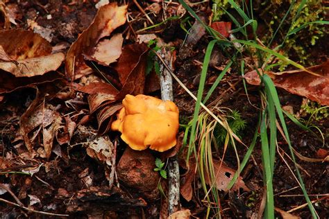 Fungus Along Buffalo River Trail Northwest Arkansas Flickr