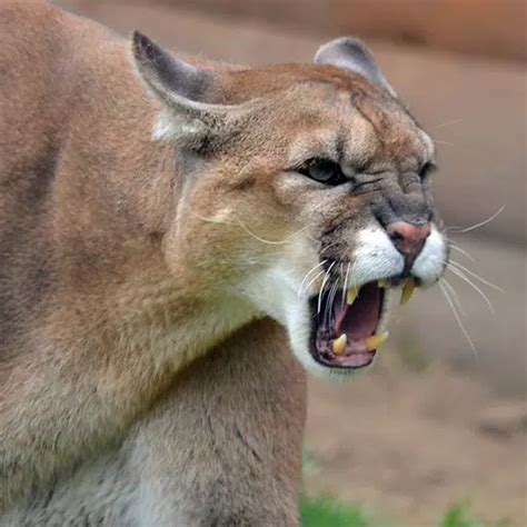 Cougar Sounds Sound