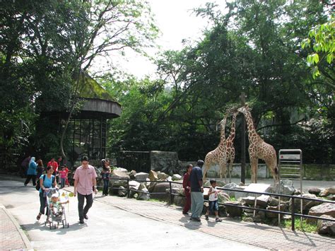 The national zoo is a zoo in malaysia located on 110 acres of land in ulu klang, gombak district, selangor, malaysia. Zoo Negara Malaysia - Front of giraffe exhibit - ZooChat