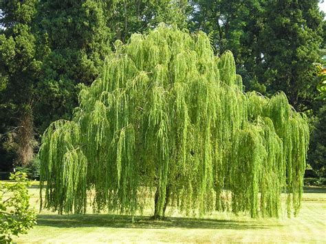Salix Babylonica Babylon Willow Weeping Willow Weeping Willow