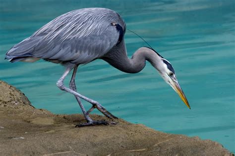 10 Birds That Look Like Flamingos Never Get Them Confused Again