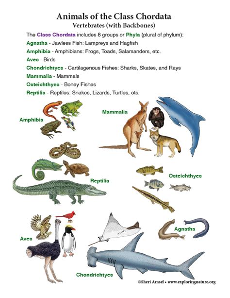 Vertebrates Class Chordata Diagram