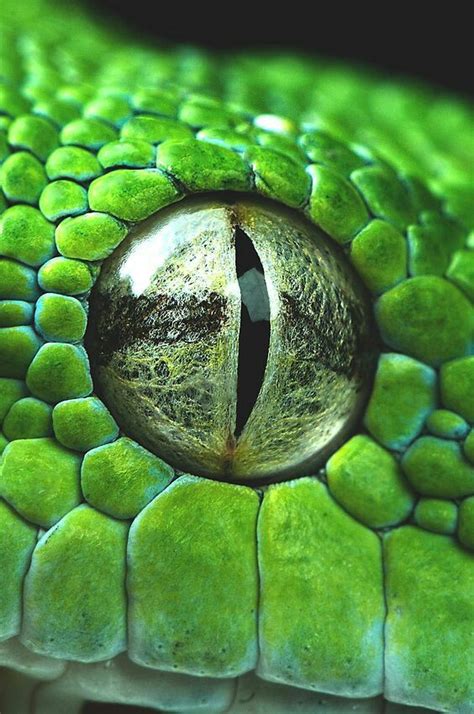 Pin By Braeden Orr On Up Close And Cute Snake Eyes Reptile Eye