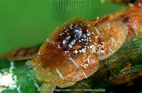 Minden Pictures Soft Brown Scale Insect Coccus Hesperidum Upturned