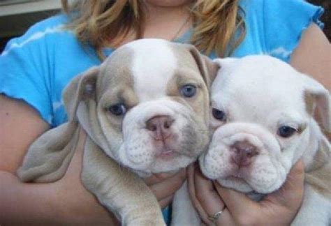 Each of our bulldogs is a true house dog and has its own spot on the bed. Gorgeous little English bulldog puppies for Sale in Dallas ...