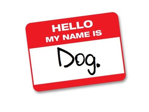 We did not find results for: What Should Your Dog's Name Be? | Playbuzz