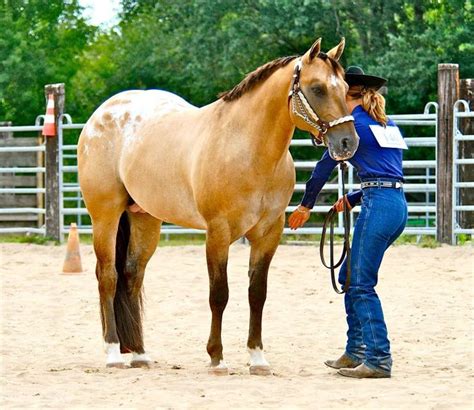 France • Buckskin Reining Appaloosa Stallion At Stud • Bogieplated Jac