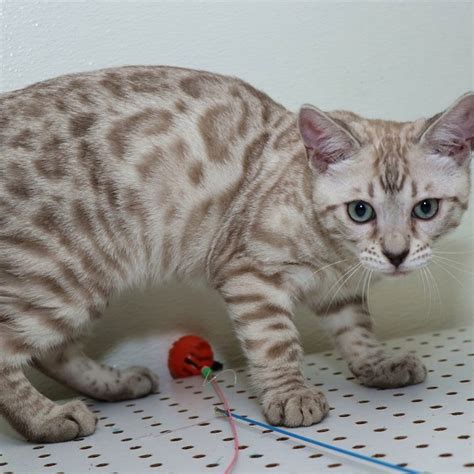 The prices of our bengal cats and kittens vary according to the color, markings and quality regarding the standards of the breed. Bengal Kittens For Sale - Rising Sun Farm