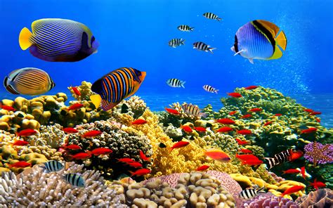 Underwater World Corals Tropical Colorful Fish Hd Desktop