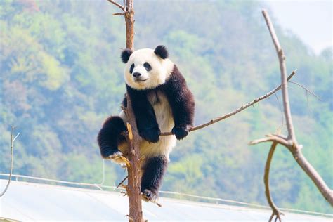 Where To See Pandas In China As It Plans For A Giant Panda National Park