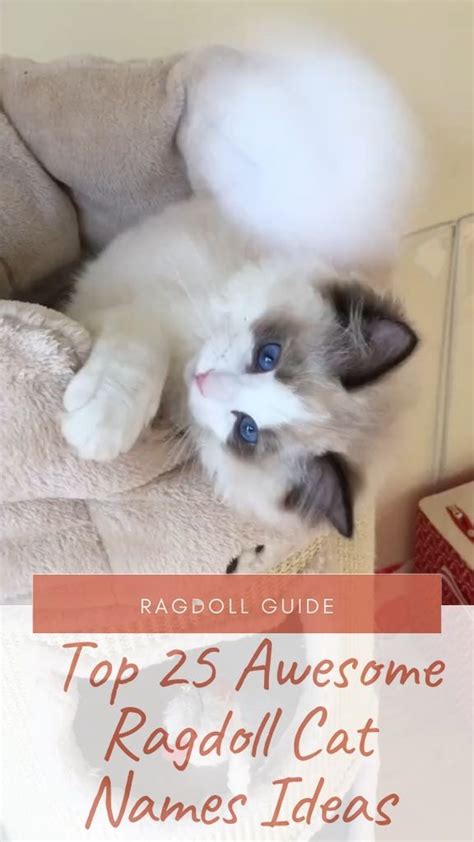 Top 25 Awesome Ragdoll Cat Names Ideas Ragdoll Video Awesome Cat