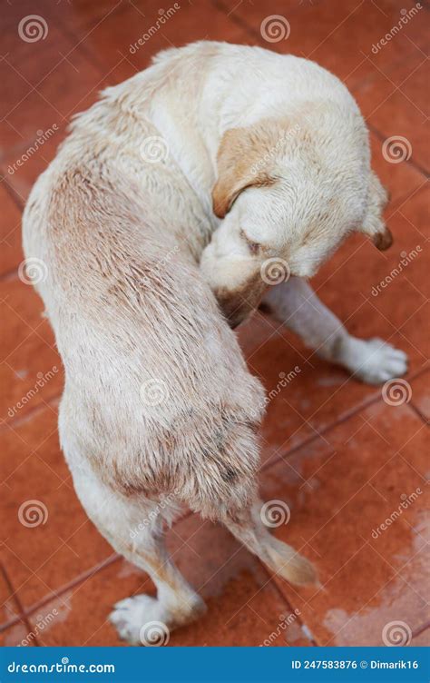 Dog Scratch And Bite Himself Stock Photo Image Of Brown Background