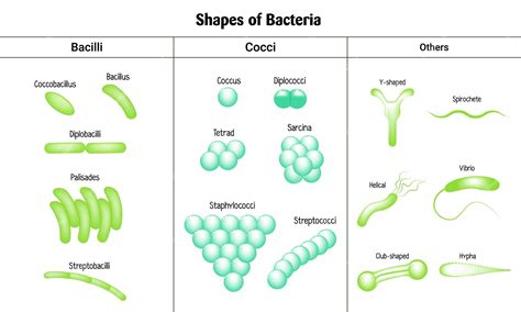Premium Vector Shapes Of Bacteria Bacilli Cocci Palisades