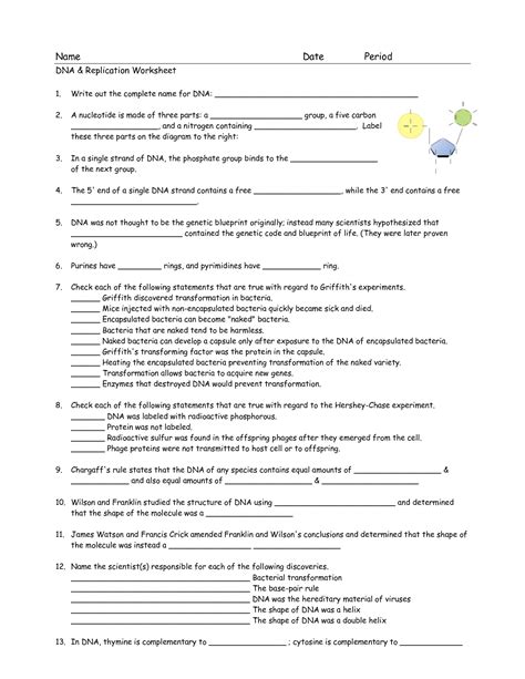 Structure of dna and replication directions : Dna Replication Diagram Worksheet - Atkinsjewelry