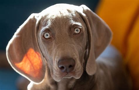 Weimaraner Breed Guide And Insurance Plan Healthy Paws Pet Insurance