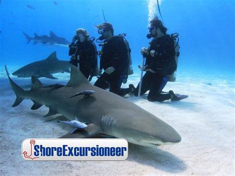 Dive With Sharks Bold Adventurous And Exciting The Best 2 Tank