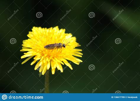 Bing Fragrant Dandelion Golden Yellow Stock Image Image Of Look High