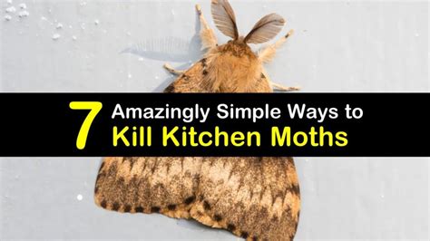 Moths can damage your clothes, especially wool and silk garments, but we've got useful tips on how to get rid of clothes moths in your house! 7 Amazingly Simple Ways to Kill Kitchen Moths