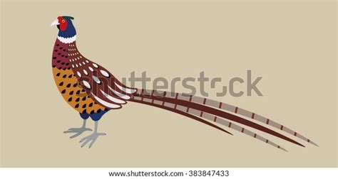 Cartoon Detailed Pheasant Isolated On Grey Stock Vector Royalty Free