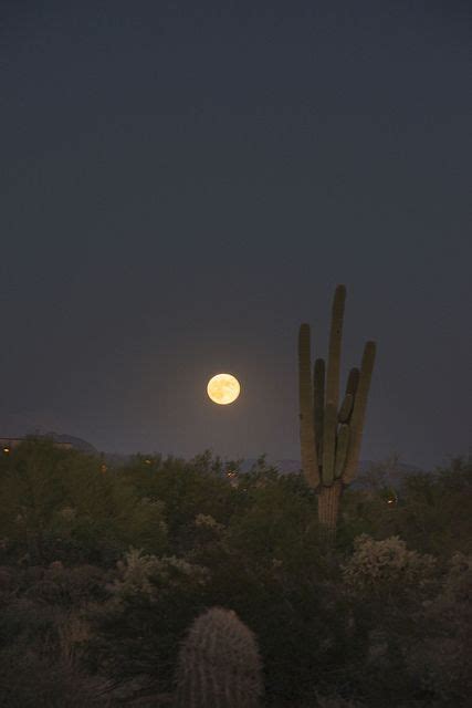 They represent brilliant shades of yellow, red, orange, pink, coral, peach, purple and white. cactus moon | Desert aesthetic, Nature, Scenery