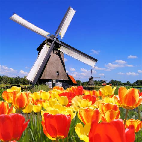 frolic among the tulips in holland dutch windmills windmill travel experience
