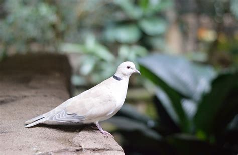 Free Stock Photo White Pigeon Dove Bird Nature Free Image On