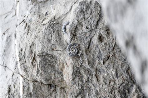 Fossils Found In Sedimentary Rocks Such As Shale Sandstone Or