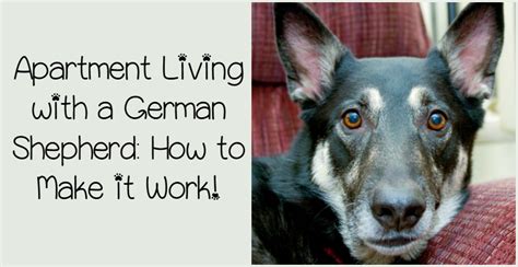 Translation of that good in german. Can a German Shepherd live in an apartment?