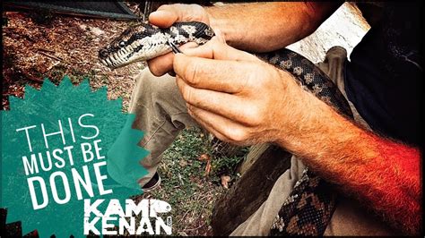 Removing Ticks From My Snake Youtube