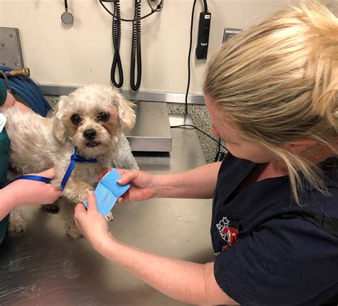 Pet First Aid - Level 1 - Ottawa Humane Society