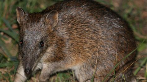 Bandicoots Endangered Animals Searching For Food In Melbournes Outer